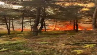 Tokatta korkutan orman yangını