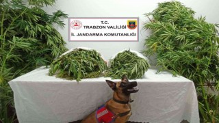 Trabzonda uyuşturucu operasyonu
