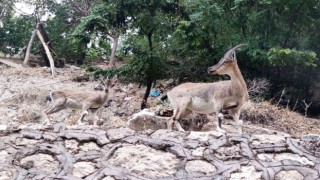 Tuncelide dağ keçileri, evlerin yakınlarında insanlardan korkmadan geziyor