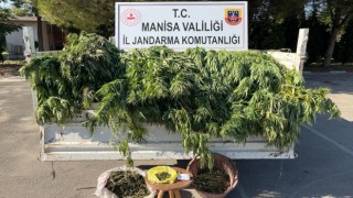 Turgutluda meyve ağaçlarının arasında kenevir yakalandı