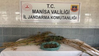 Turgutluda ormanlık alanda kenevir bitkisi ele geçirildi