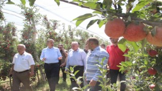 Türkiyenin elma deposu Karamanda hasat başladı
