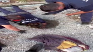Ümraniyede kedi kurtarma operasyonu kamerada: Boru hattında mahsur kalan yavru kedi kurtarıldı