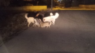 Vanda sokak köpeklerinin korkutan kavgası