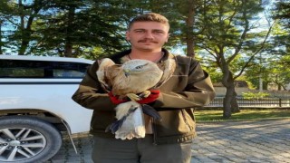Vatandaşların bulduğu yaralı yavru kartal, koruma altına alındı