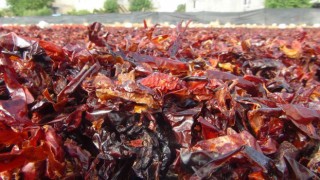 Vazgeçilmez baharat Urfa isotu