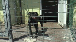 Vicdanları sızlatan görüntülere inceleme