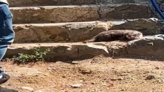 Yalova Esenköyde su samuru sürprizi