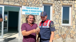 Yaralı ağaçkakana jandarma şefkati