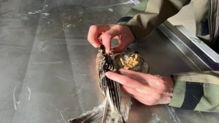 Yaralı Kerkenez Karsta tedavi altına alındı
