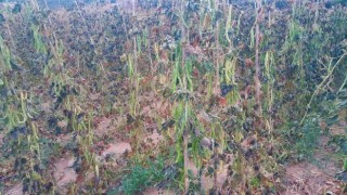 Yayla fasulyesine kırağı vurdu