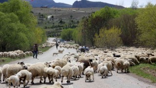 Yayla mesaisini tamamlayan Doğu Anadoludaki göçerler dönüş yolunda