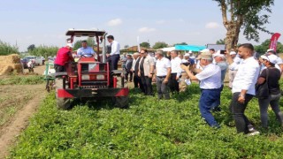 Yerli ve milli “Ayşehanım” yer fıstığının hasadı başladı