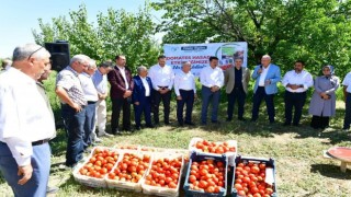 Yeşilyurtta domates hasat etkinliği