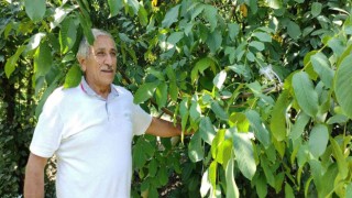 Yetiştirdiği cevizleri toplamak nasip olmadı..Çuval çuval çaldılar