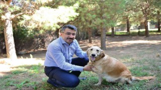 Yıldırımda 27 bin sokak hayvanı tedavi edildi