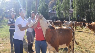 Yoncadan şişen 60 büyükbaş hayvan kurtarıldı