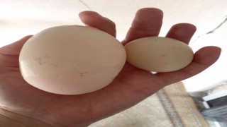 Yumurta içinden yumurta çıktı