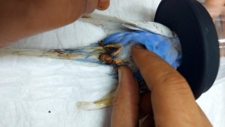 Yumurtası sıkışan muhabbet kuşu ameliyatla sağlığına kavuştu
