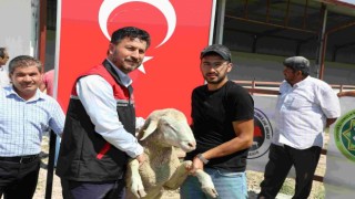 Yüzde 50 hibeli damızlık 44 koç çekilişle sahiplerini buldu
