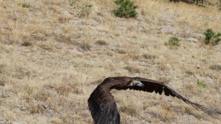 Zehirlenen kara akbaba doğaya salındı
