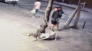Zeytinburnunda pitbull dehşeti kamerada