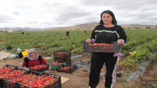 Ziraat mühendisiyken öğrendiği tekniklerle Bayburtta çilek yetiştiricisi oldu siparişlere yetişemiyor