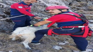 1600 rakımlık dağda mahsur kalan keçi kurtarıldı