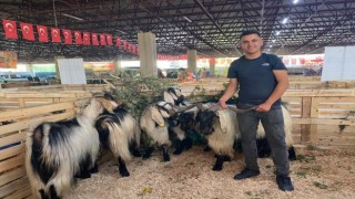 2. Geleneksel koyun keçi ekipmanları festivaline yoğun ilgi