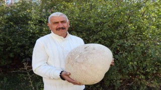 9 kiloluk mantar görenleri şaşırttı