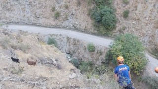 AFADtan keçi kurtarma operasyonu