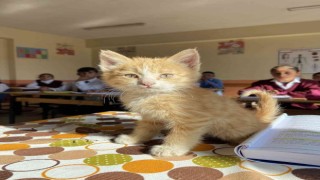 Ağrıda öğrencilerin sahiplendiği yavru kedi Mandalina okulun maskotu oldu
