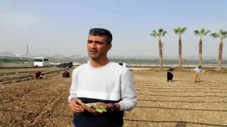Akdenizli üreticiler maralfalfa ile tanıştı