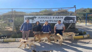 AKG Türkiye ve Angels Farm Sanctuary, doğal yaşam için el ele