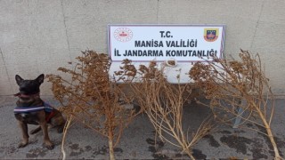 Akhisarda toprağa gömülü 1 kilo 650 gram esrar ele geçirildi