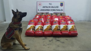Alanyada,yolcu otobüsünde 150 kilogram kaçak tütün ele geçirildi