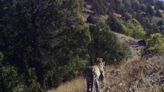 Anadolu Leoparı yüzünü aylar sonra bir kez daha gösterdi