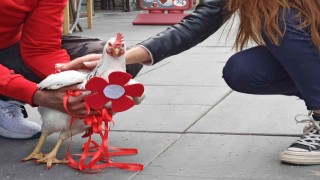 Ankarada bir tantunicide “gezen tavuk” görenleri şaşırttı