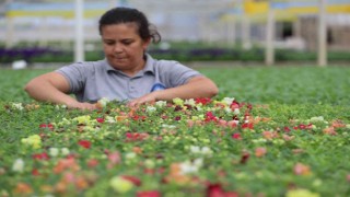 Antalya sokaklarını 3 milyon çiçek süsleyecek