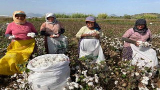 Antalyada kadın işçilerin zorlu pamuk hasadı mesaisi