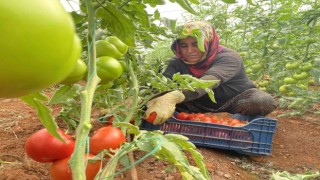 Antalyada sezonun ilk domates hasadı yapıldı