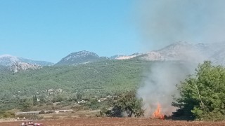 Antalyada zeytinlikte yangın