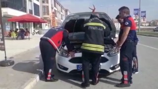 Aracın motoruna sıkışan yavru kediyi itfaiye kurtardı
