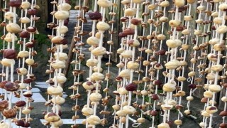 Arhavide kadınlar imece usulü köme pestil yapımına başladı