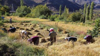 Artvinde kadınlar 20 yıl sonra ata tohumunu toprakla buluşturdu