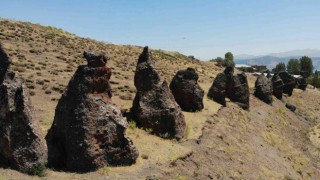 Asırlık Nemrut Develeri yok olma tehlikesiyle karşı karşıya