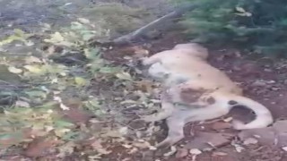 Av tüfeği ile katledilen çoban köpeği çalıların arasında bulundu