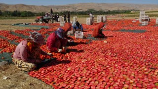 Avrupanın kuru domatesi Malatyadan