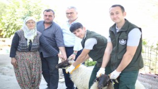 Aydın Büyükşehir Belediyesi Çine Çaparı ve Sakız Koçu dağıtımına devam ediyor
