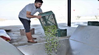 Aydında zeytinyağı sıkım sezonu başladı